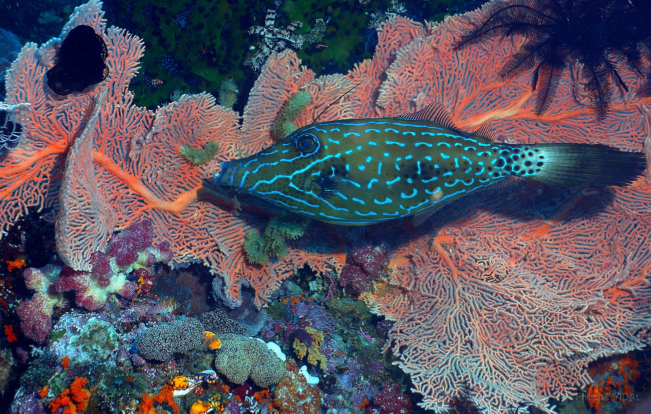 Raja Ampat 2016 - Aluterus scriptus - Scrawled filefish - Poisson lime gribouille - IMG_4423_rc.jpg